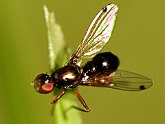 Black Scavenger Fly